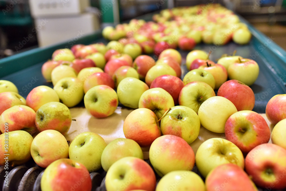 transport of freshly harvested apples in a food factory for sale transport of freshly harvested apples in a food factory for sale