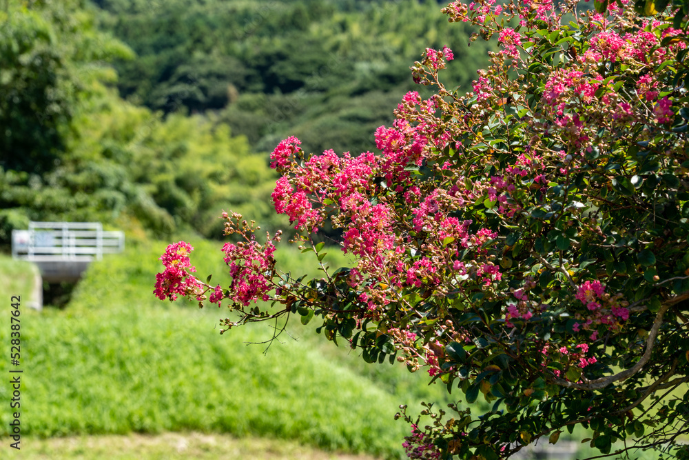 flower of the big crape myrtle are in bloom in countryside Japan.