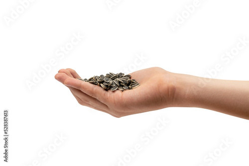 Sunflower Seeds Pile, Striped Raw Seeds Isolated Top View