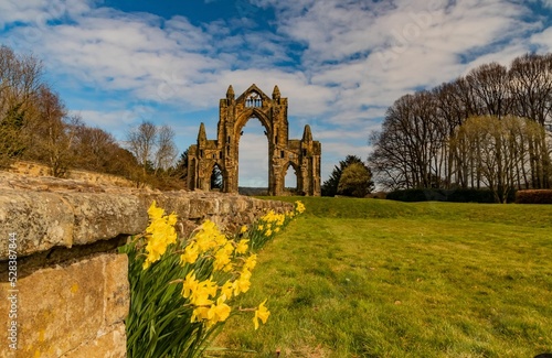 Wild daffodils captured with the ruins of Gisborough Priory next to naked trees in the background photo