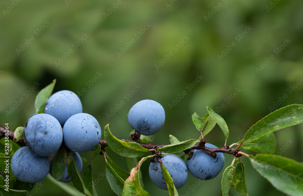 A branch with wild blue sloes (Prunus spinosa), against a green background in nature A branch with wild blue sloes (Prunus spinosa), against a green background in nature