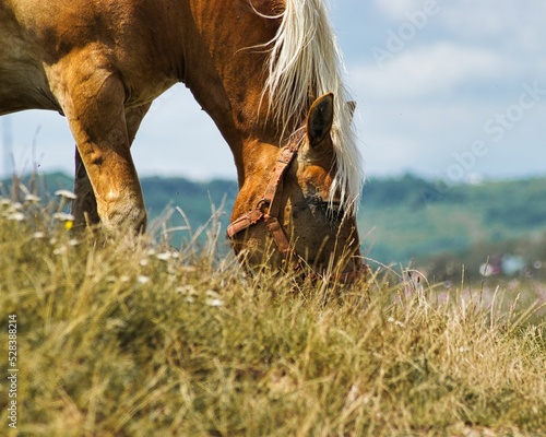Closeup shot of an amazing wild horse grazing in the field © Wirestock Creators