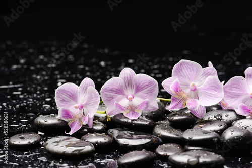 still life of with lying on branch orchid and zen black stones wet background 