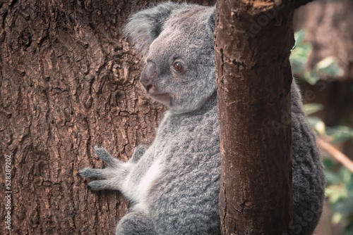 Canvas Print Closeup of a cute koala sitting on a tree during the daytime