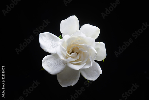 White gardenia with leaves on black background