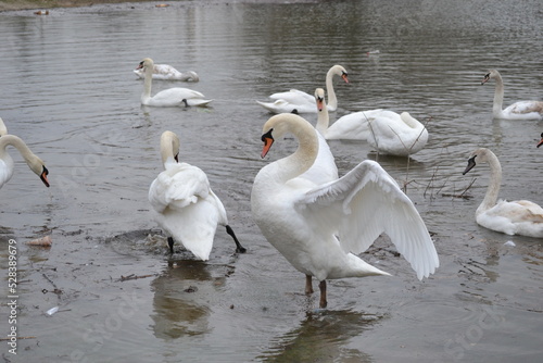 Swans in their natural environment.
