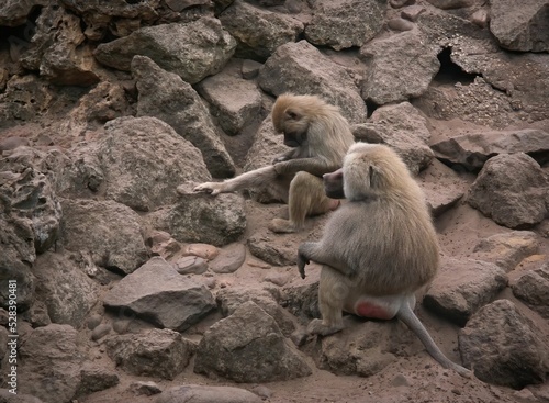 Closeup on two Baboon monkeys , Papio , sitting on stone at Parc Paradisio , Belgium photo