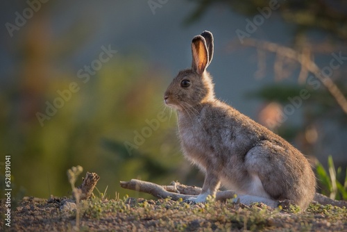 Snowshoe hare (Lepus americanus) in a meadow photo