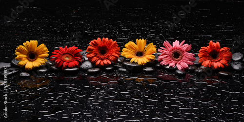 Canvas Print still life of with 
sunflower and zen black stones ,wet background