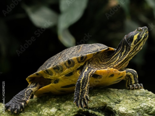 Yellow-bellied slider (Trachemys scripta scripta) turtle standing on a rock in closeup photo