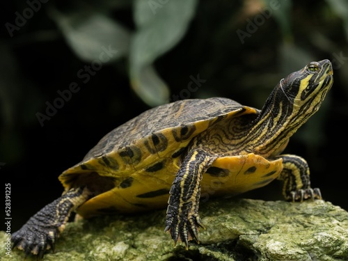 Photography Yellow-bellied slider (Trachemys scripta scripta) turtle standing on a rock in c