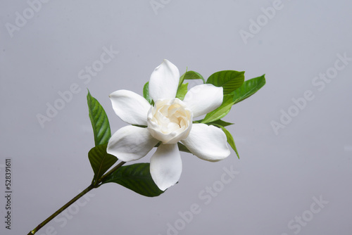 white gardenia with leaf isolated on gray background