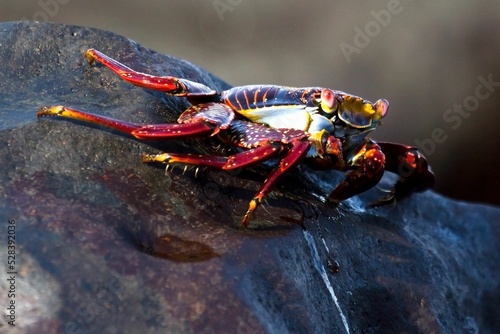 Closeup shot of a small Sally Lightfoot crab on a large rock with a blur background photo