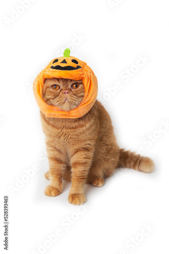 Scottish fold cat wearing pumpkin hat for Halloween celebration.