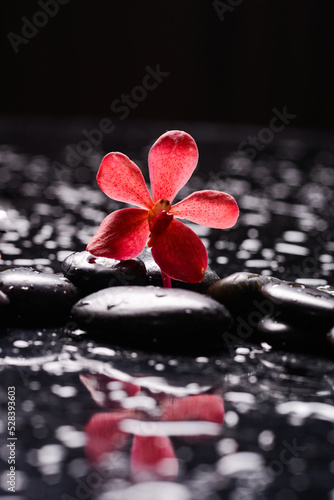 Still life of with red orchid with zen black stones on wet background 