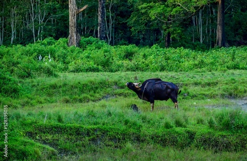 Scenic view of a gaur grazing on green plants photo