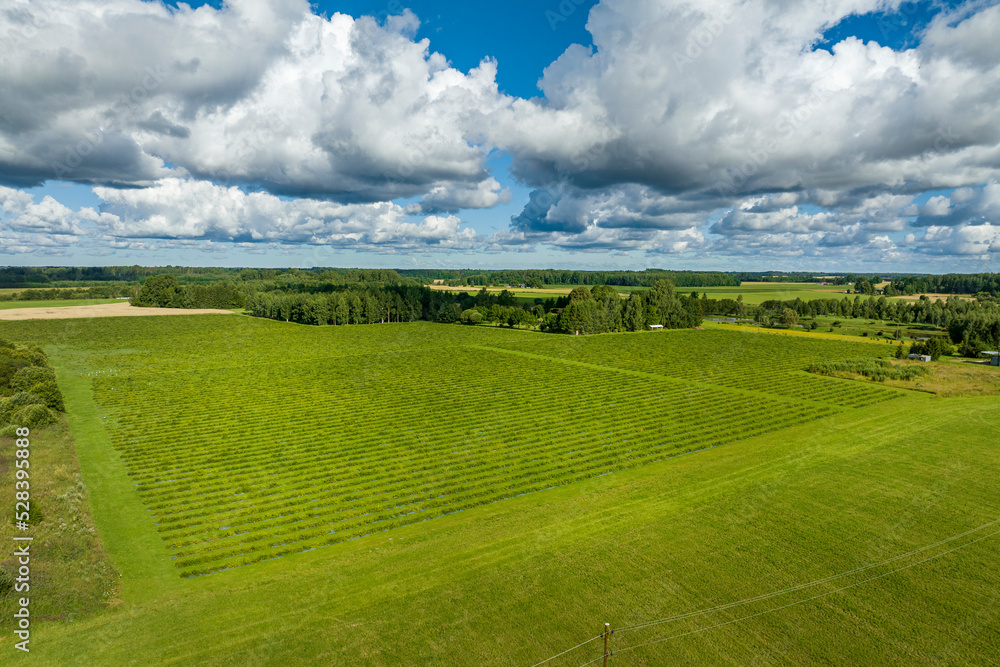 Fototapeta premium Sunny summer morning with blue sky, aerial view of green quince fields
