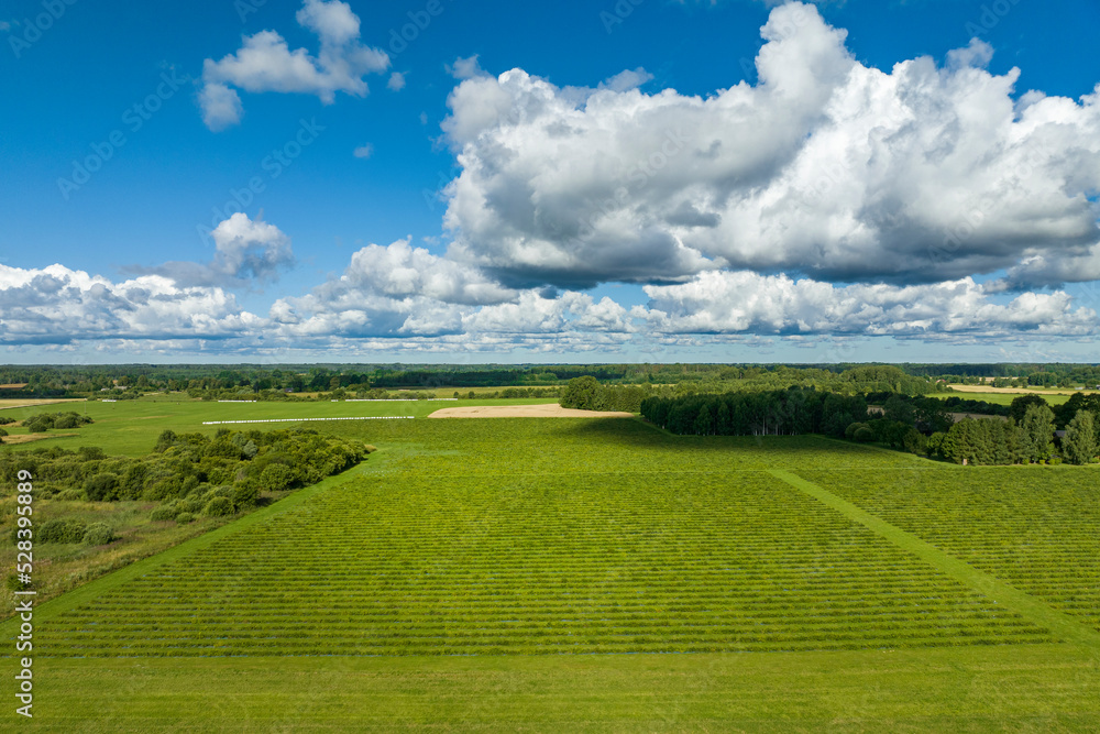 Fototapeta premium Sunny summer morning with blue sky, aerial view of green quince fields