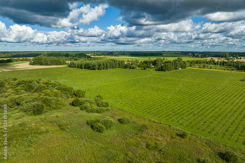 Sunny summer morning with blue sky, aerial view of green quince fields