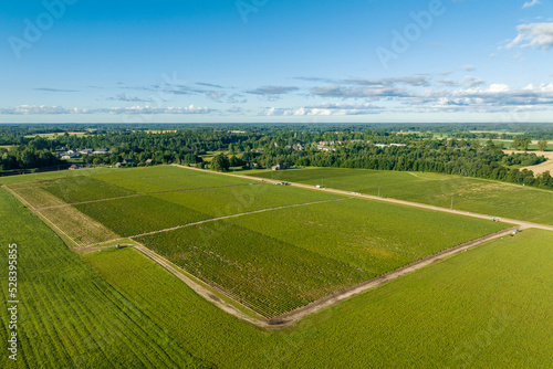 Aerial view of green strawberry fields iduring sunny summer morning with blue sky