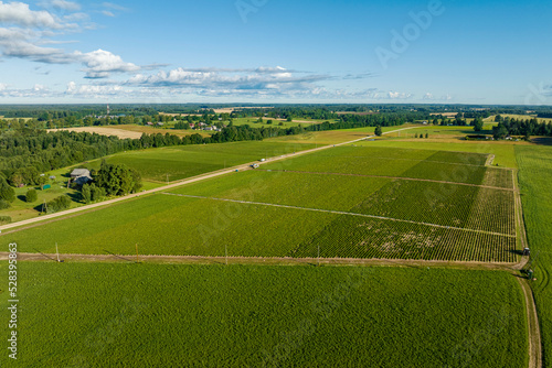 Aerial view of green strawberry fields iduring sunny summer morning with blue sky