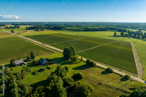 Aerial view of  green strawberry fields iduring sunny summer morning with blue sky photo