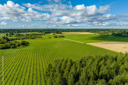 Sunny summer morning with blue sky, aerial view of green quince fields