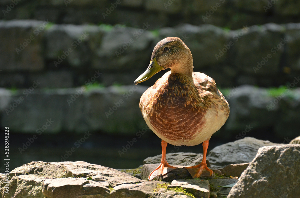 Portrait of duck mallard female standing on the rocks near the park pond and basking in the sun after the swimming. Wild duck mallard outdoors photo, close up. Free copy space. Portrait of duck mallard female standing on the rocks near the park pond and basking in the sun after the swimming. Wild duck mallard outdoors photo, close up. Free copy space.