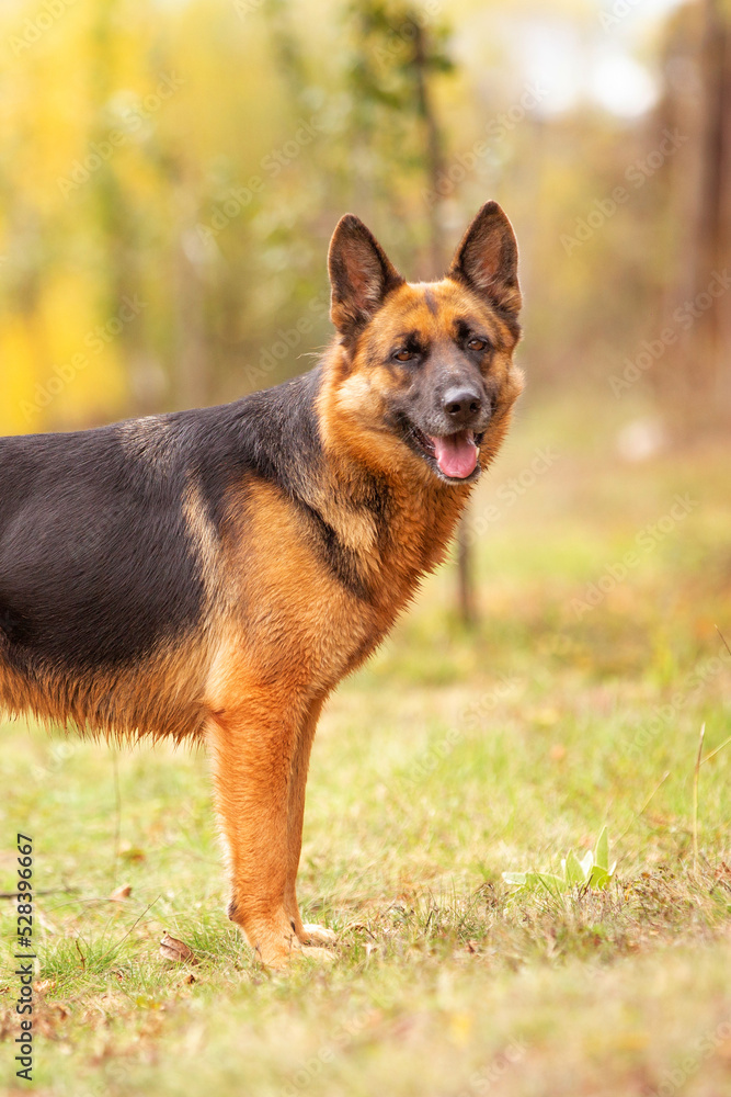 Adorable German shepherd close-up profile portrait Adorable German shepherd close-up profile portrait