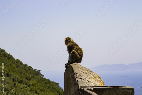 Beautiful shot of a Barbary macaque sitting on a rock in Gibraltar