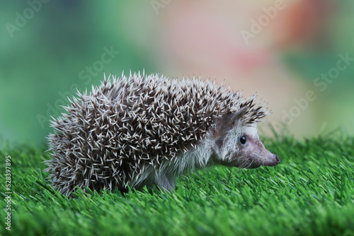 Close-up of a young hedgehog on the grass, Indonesia photo