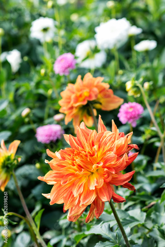 Colorful vivid dahlia flowers growing outdoors in sunny day in autumn time in botanical park, beautiful floral background