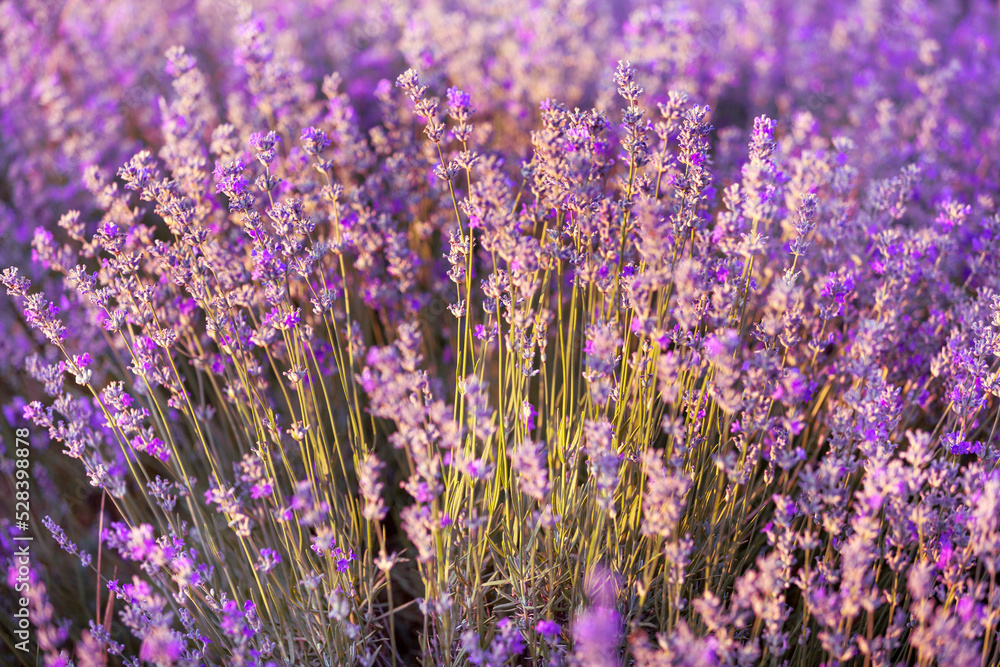 Naklejka premium Violet lavender field close up