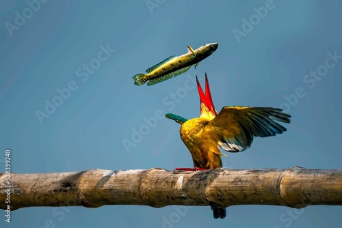Fotografiet Blue kingfisher bird on a bamboo branch with a fish in its beak