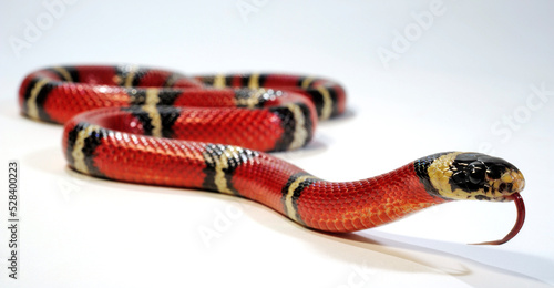 Sinaloan milk snake // Sinaloa-Dreiecksnatter, Sinaloa-Milchschlange (Lampropeltis polyzona) 