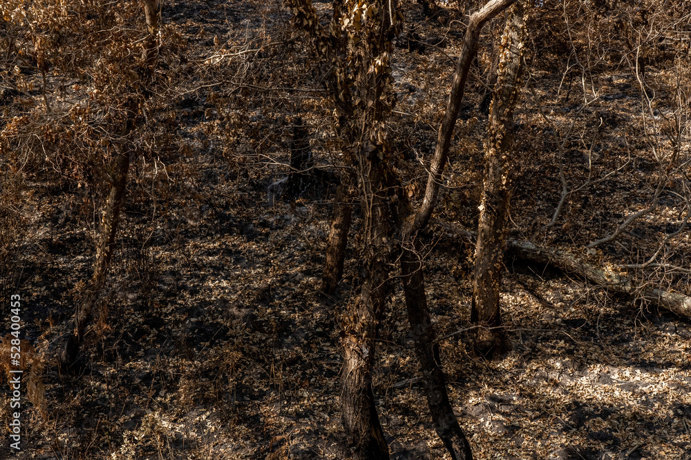 Drought in a forest. Dry summer in france with a high risk of a forest fire. High quality photo Drought in a forest. Dry summer in france with a high risk of a forest fire. High quality photo