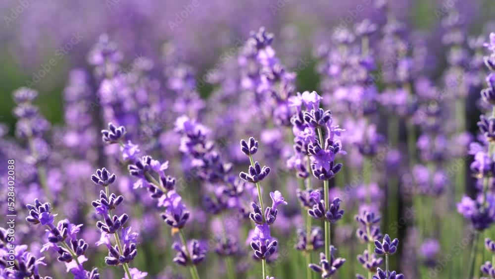 Fields of lavender flower blooming fragrant in endless rows . Selective focus on bushes of lavender purple fragrant flowers in the lavender fields. Fields of lavender flower blooming fragrant in endless rows . Selective focus on bushes of lavender purple fragrant flowers in the lavender fields.