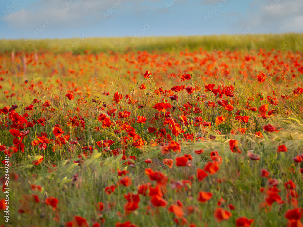 Blooming red poppy flowers in a cereal field on a sunny day