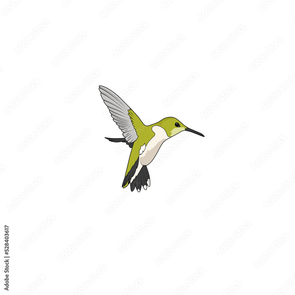 hummingbird in flight hummingbird in flight