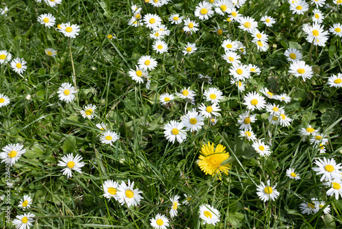 White daisy flowers blooming on green grass photo