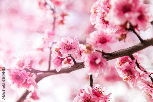 Close-up of pink blooming cherry blossoms