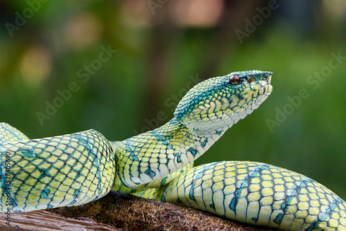 Close-up of a Wagler's Pit Viper (Tropidolaemus wagleri) on a branch, Indonesia photo