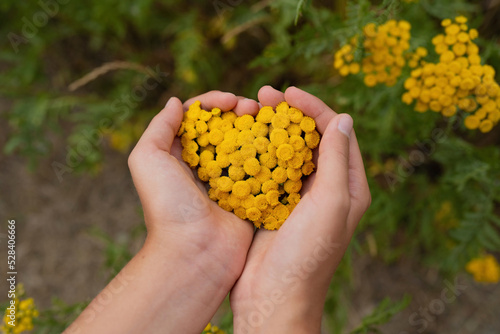 Hands of girl holding tansy flowers in heart shape photo