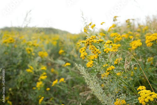Yellow tansy flowers growing in field photo