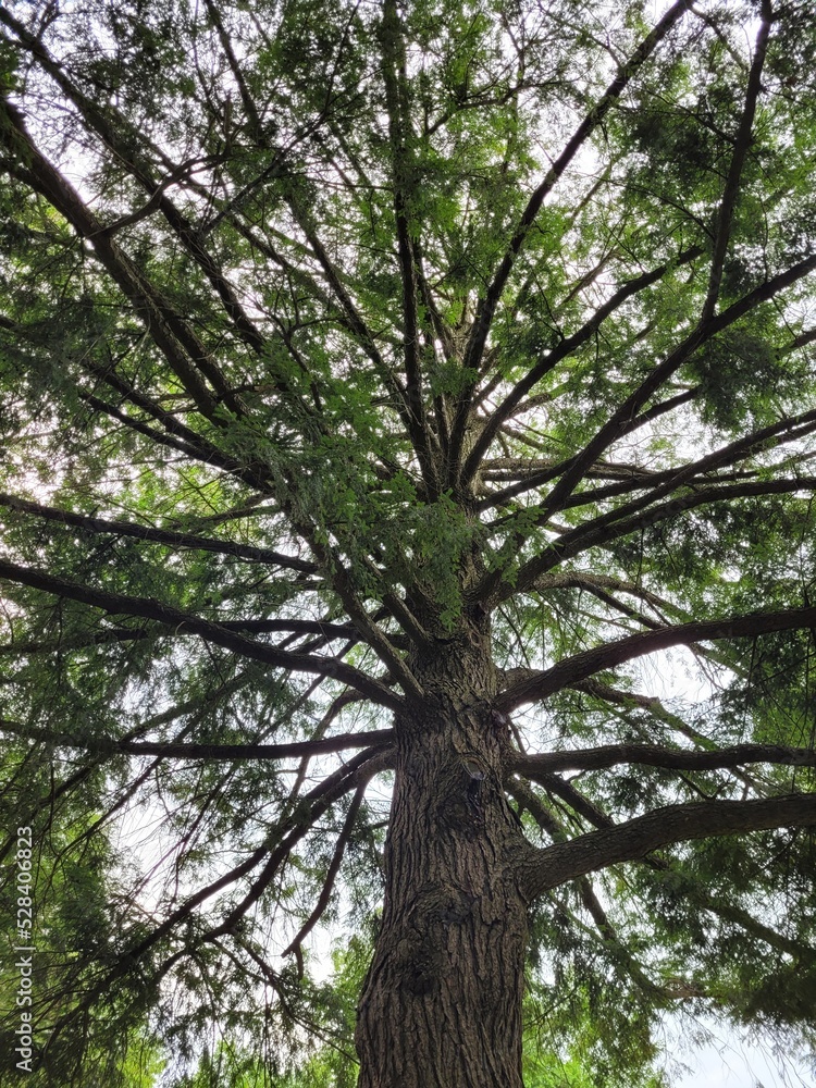 Fototapeta premium tree in the forest