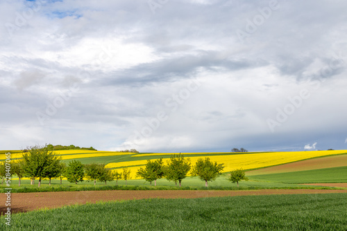 Rapeseed field in spring. Germany.