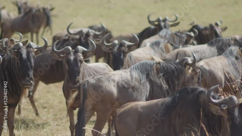 Wildebeests, also known as Gnus, by the millions, gather in the Serengeti as they continue their migration through the savannas of East Africa. Shot at 60 frames per second and slowed. photo