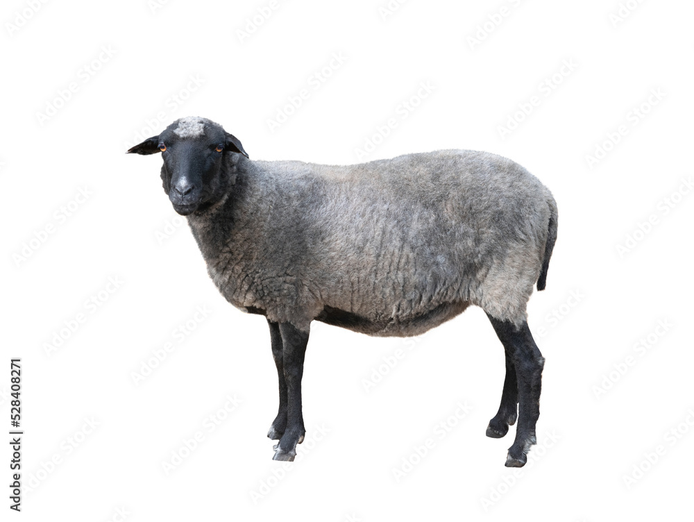 gray-black sheep isolated on white background gray-black sheep isolated on white background
