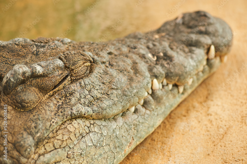 Obraz premium Crocodile head detail out of water