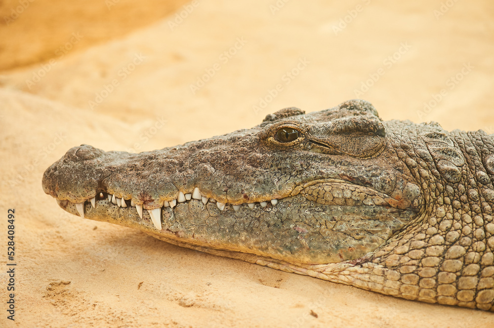 Naklejka premium Crocodile head detail out of water